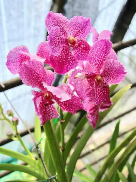 有品位的人都养这3种花，放在家里装饰效果好，观赏性也强(适合放在家里养的花)